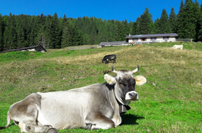 Malga Crel | © APT San Martino di Castrozza, Primiero e Vanoi