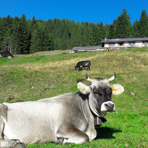 Malga Crel | © APT San Martino di Castrozza, Primiero e Vanoi