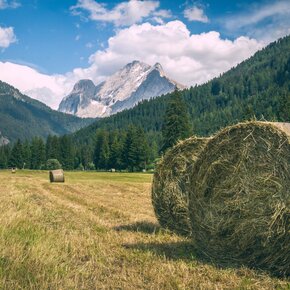 Campitello - Soregehes - Canazei ©Archivio APT Val di Fassa | © APT Val di Fassa