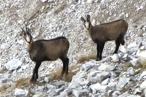 Klettersteig Gustavo Vidi - Dolomiten von Brenta | © APT Madonna di Campiglio, Pinzolo, Val Rendena