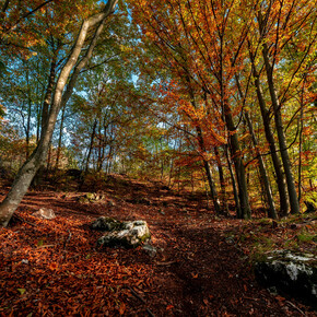 Marzola-Rundweg | © Azienda per il Turismo Alpe Cimbra