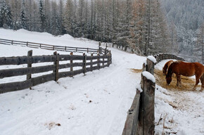 Cavalli a Stava | © APT Fiemme Cembra