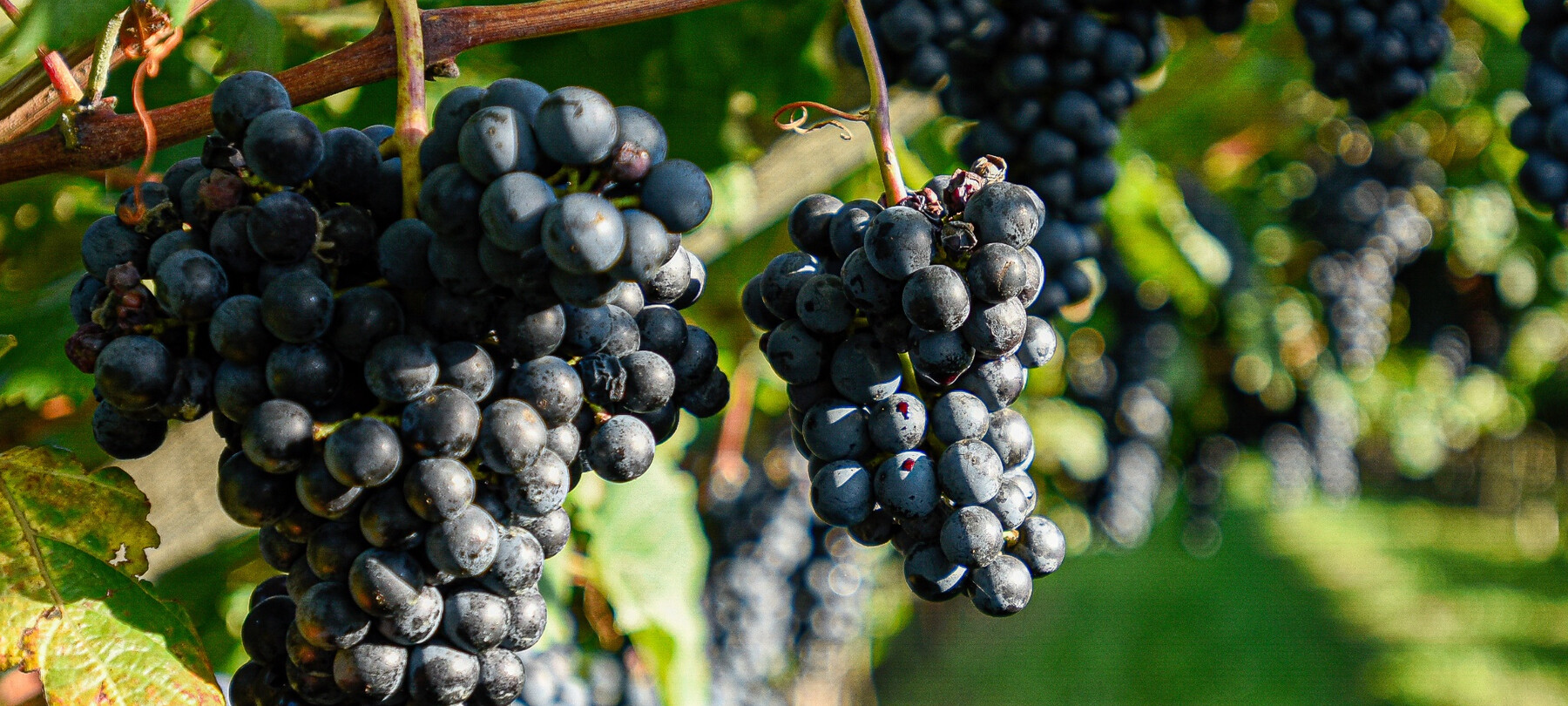 Винный туризм: знакомство с Мардземино (Marzemino) в Валлагарине | © APT Rovereto Vallagarina Monte Baldo