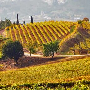 La Conca delle Novaline tra vigneti e ville storiche | © Rete di Riserve Bondone