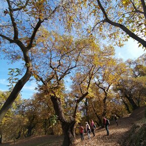 Castagneti di Castione | © APT Rovereto Vallagarina Monte Baldo