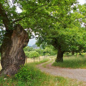 Der „Cammino dei Ricci“ (Kastanienweg) - Drena | © Garda Trentino 