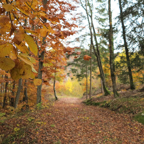 From the Lake Santo to the Roccolo of Sauch | © APT Trento, monte Bondone e Valle dei Laghi