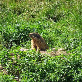 Marmotte a Madonna della Neve | © APT Rovereto Vallagarina Monte Baldo