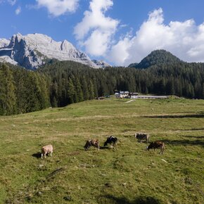 Malga Mondifrà | © APT Valli di Sole, Peio e Rabbi