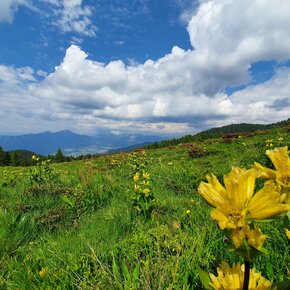 Pradi da le Fior | © Rete di Riserve Val di Cembra Avisio