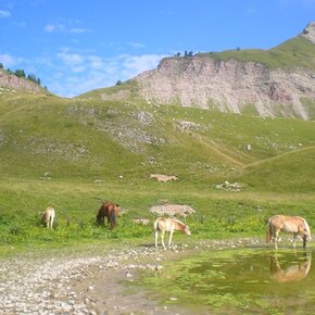 Brenta Trek - Tappa 6 - Malga Flavona – Rif. Peller | © APT Val di Non 
