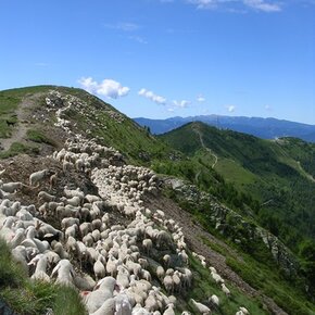 Pecore | © APT Valsugana e Lagorai