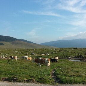 Altopiano della Marcesina | © APT Valsugana e Lagorai