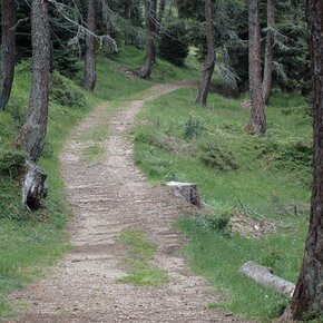 Sentiero dei larici | © APT Valsugana e Lagorai