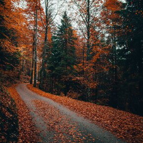 Autunno | © APT Madonna di Campiglio, Pinzolo, Val Rendena