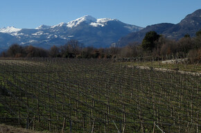 vines at Monte Ghello | © APT Rovereto Vallagarina Monte Baldo