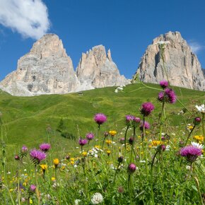 Col Rodella - Sassolungo ©Archivio APT Val di Fassa | © APT Val di Fassa