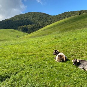 meadows in Lessinia | © APT Rovereto Vallagarina Monte Baldo