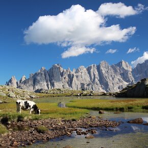 Cows and Pale di San Martino | © APT Fiemme Cembra