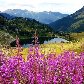 Epilobium and Lake delle Stellune | © APT Fiemme Cembra