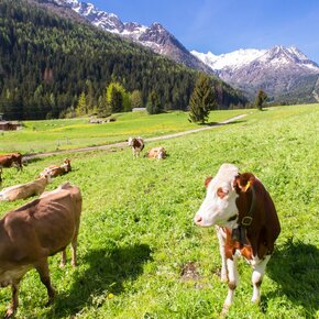 Passeggiata delle Viscle | © APT Valli di Sole, Peio e Rabbi