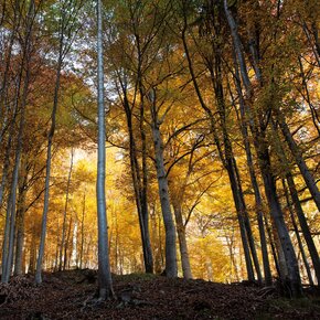 Interpretative path "Intertwining of time" | © APT San Martino di Castrozza, Primiero e Vanoi