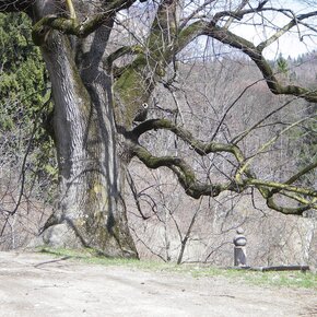 Tiglio di Marcoiano | © APT Rovereto Vallagarina Monte Baldo