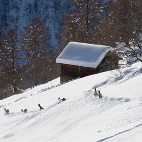 Stelvio National Park | © APT Valli di Sole, Peio e Rabbi