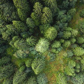 Woods of Valpiana | © APT Valli di Sole, Peio e Rabbi