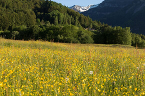 Blooming on the Boniprati plateau. The Brenta Dolomites in the background | © Madonna di Campiglio Azienda per il Turismo 
