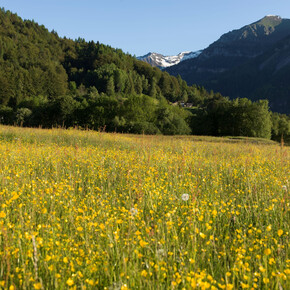 Belvedere circuit: Boniprati - Malga Baite | © Madonna di Campiglio Azienda per il Turismo 
