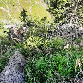 New trees grow wild near felled plants | © APT Fiemme Cembra