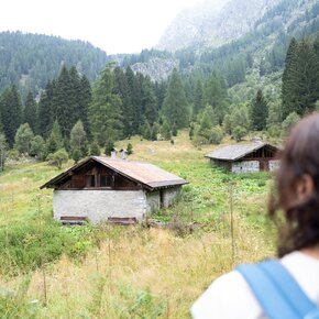 Malga Nardis and the old stallion | © Madonna di Campiglio Azienda per il Turismo 