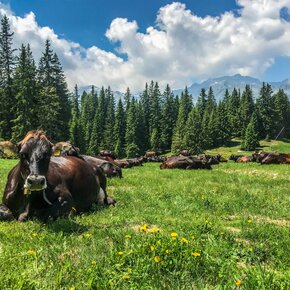 Vacche al pascolo | © Madonna di Campiglio Azienda per il Turismo 