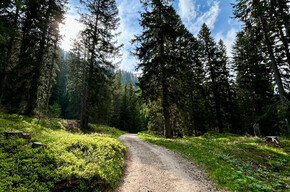 Monte Roen Forest Nature Path | © APT Val di Non 