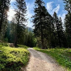 Monte Roen Forest Nature Path | © APT Val di Non 