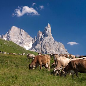Weide and Pale di San Martino | © APT Fiemme Cembra