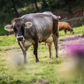 Malga Tonale | © APT Valli di Sole, Peio e Rabbi