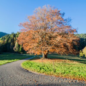 Fagheron de Solan | © APT San Martino di Castrozza, Primiero e Vanoi