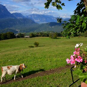 Candriai - Malga Brigolina | © APT Trento 