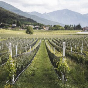 Anbau der Nosiola | © Garda Trentino 