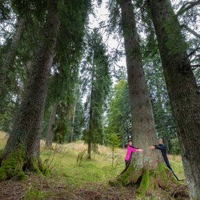 Giant Fir Tree Trail | © APT San Martino di Castrozza, Primiero e Vanoi