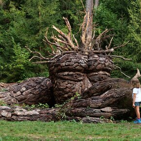 Parco Arte Pineta Cavareno | © APT Val di Non 