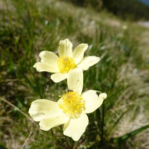 At the Pastures of Malga Vernera | © Rete di Riserve Val di Cembra Avisio