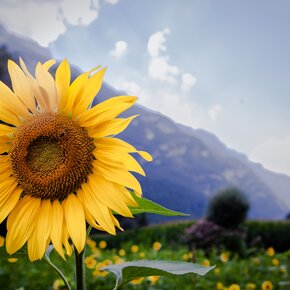 Girasole nella riserva naturale di Fontanazzo | © APT Valsugana e Lagorai
