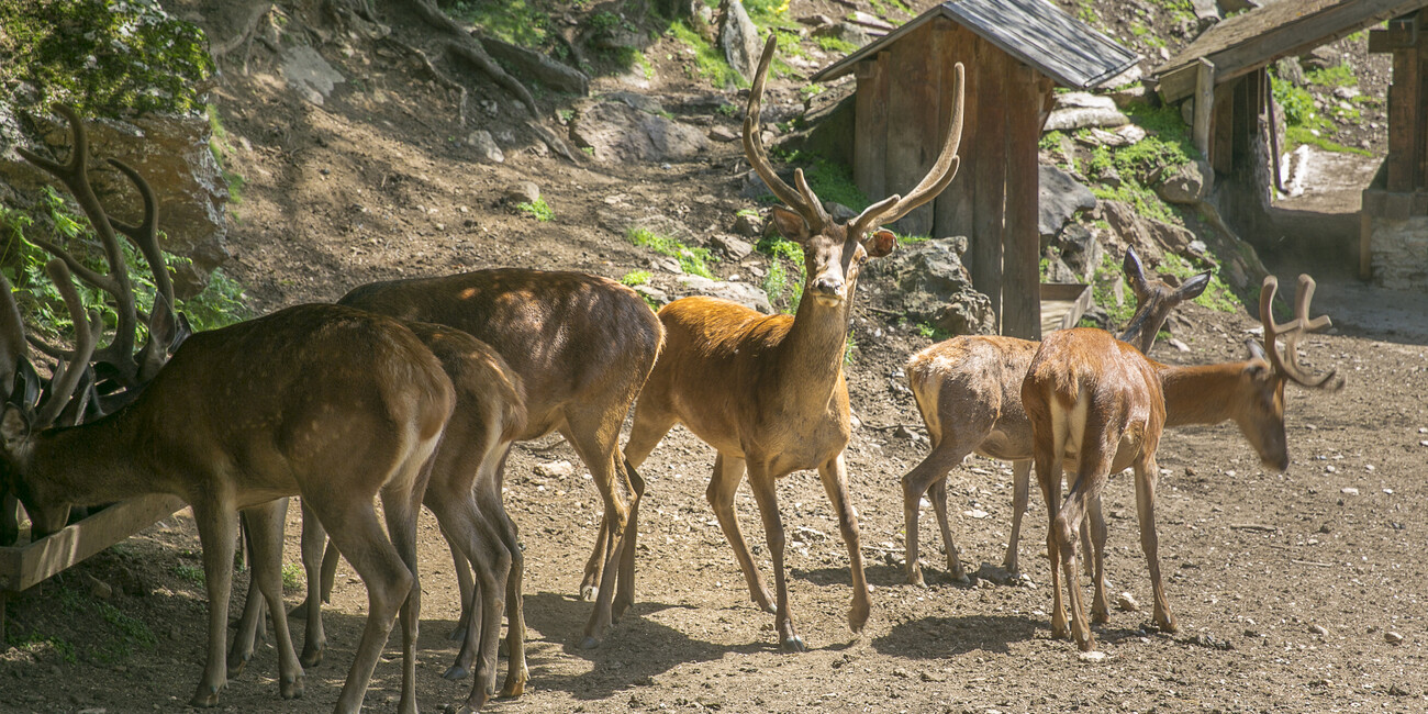 Wildlife Area Peio #3