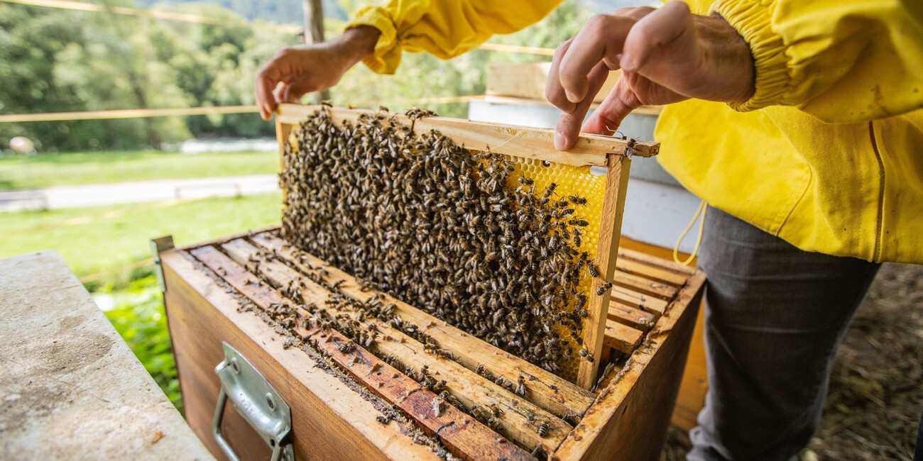 MMape Bee Museum #2