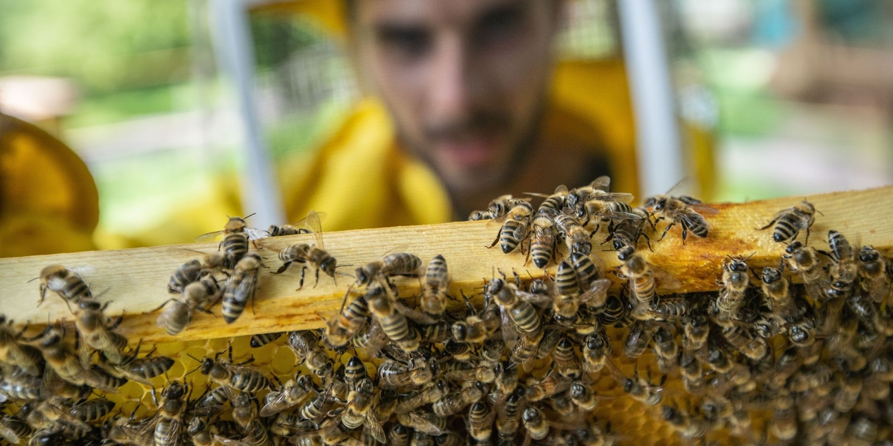 MMape Bee Museum #1