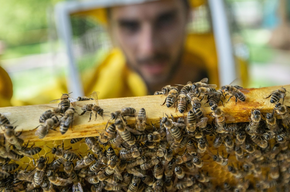 MMape Bee Museum