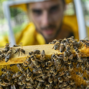 MMape Bee Museum